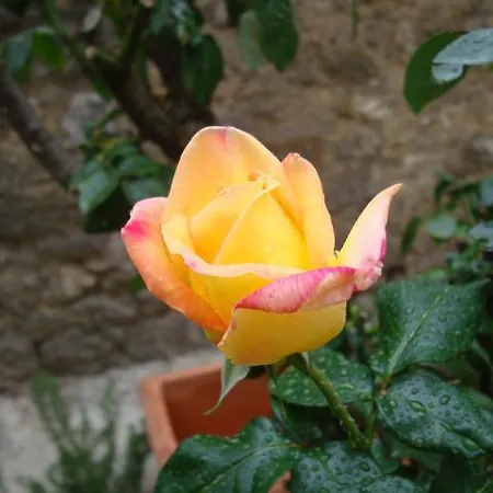 Le Antiche Mura Penzion